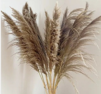 Сухоцвет Пампасная трава 110см (This reed) X-FS2