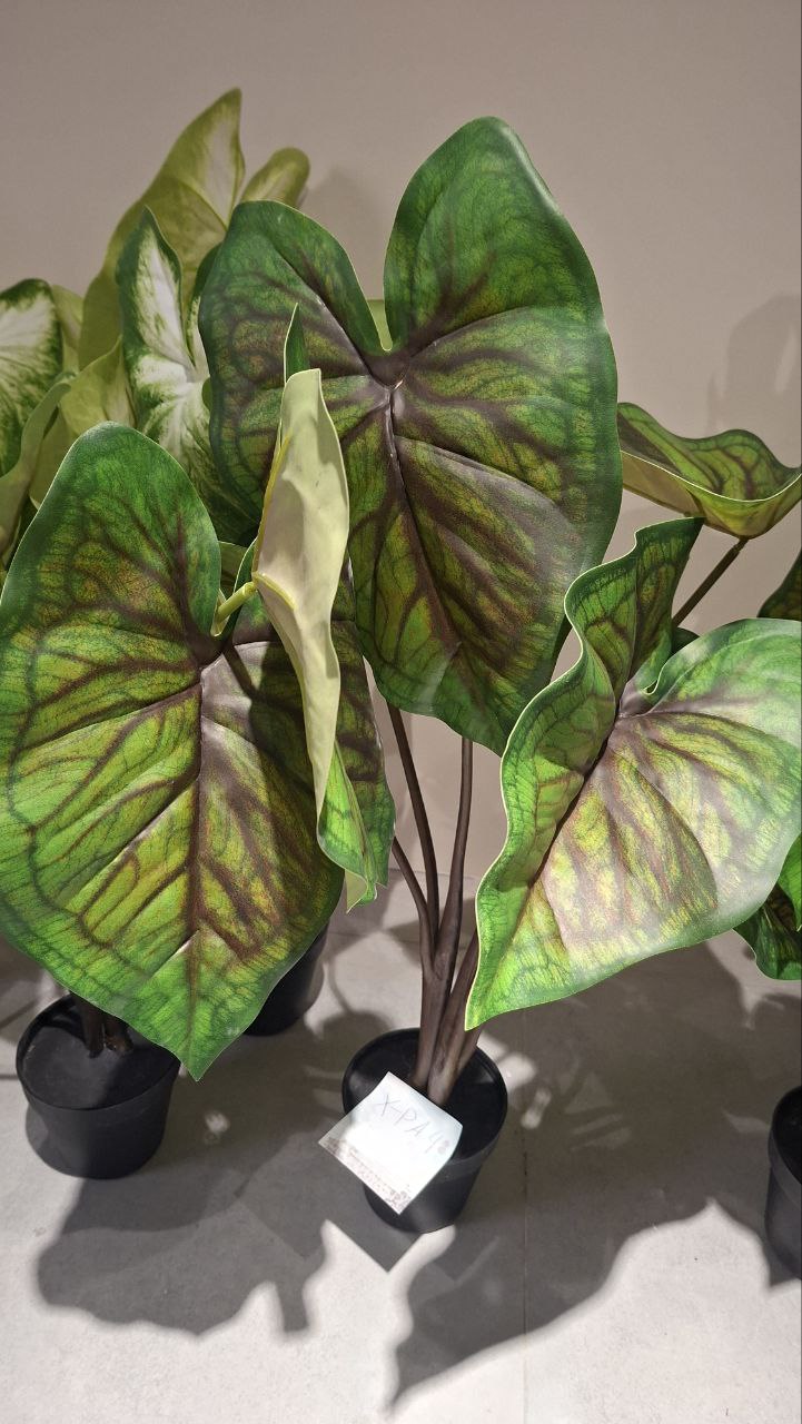 Каладиум (Caladium red) 80cm