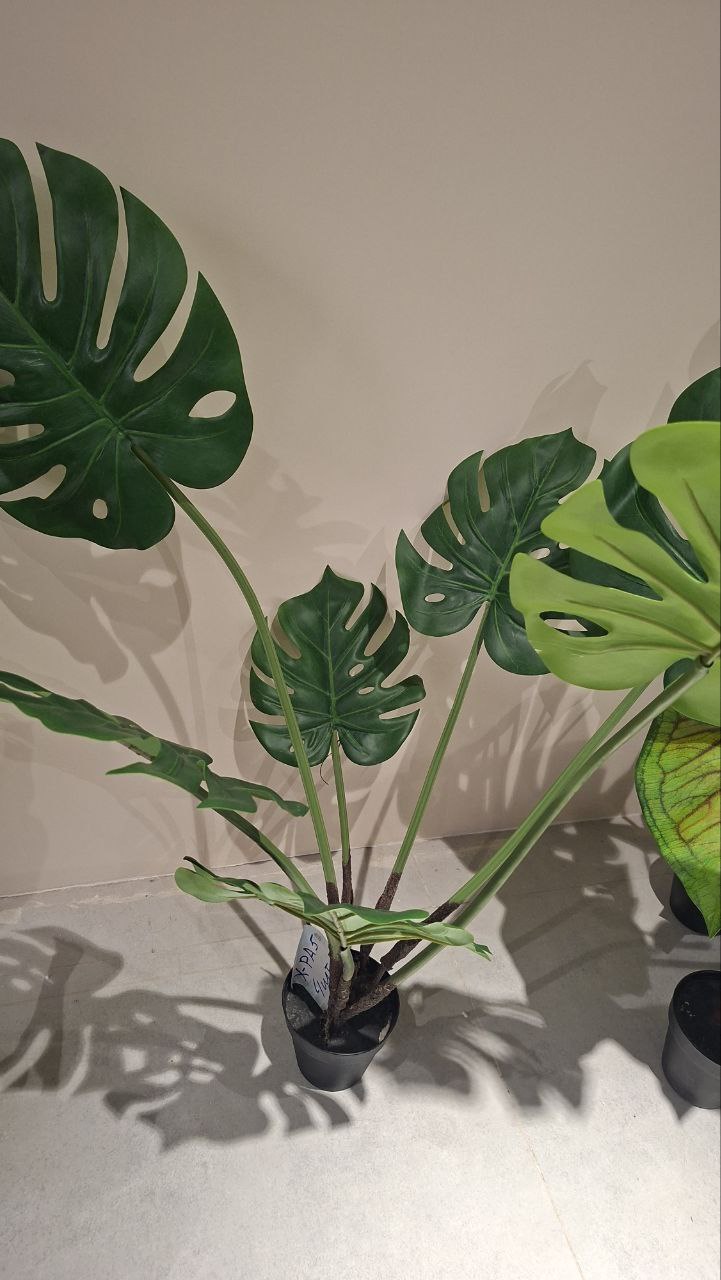 Монстера (Monstera) 90cm