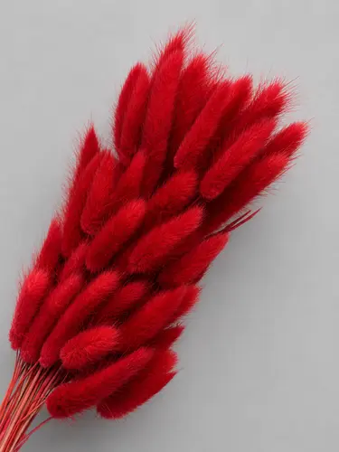 Rabbit tail o'ti - qizil / X-FLD2