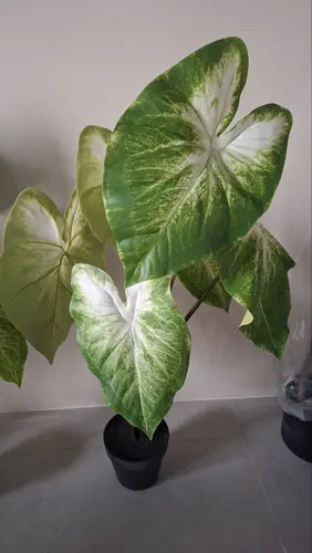 Kaladium (Caladium blond) 80 sm