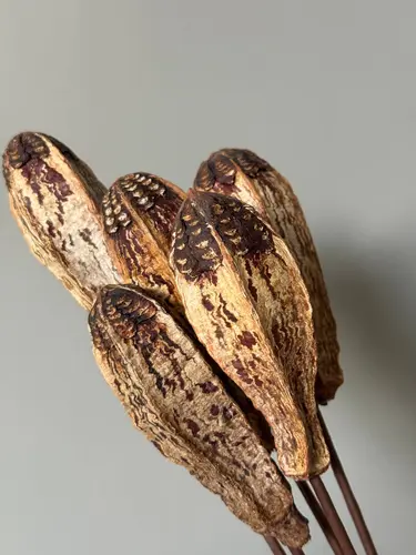Mahogany (Bird Eye Fruit) quritilgan mevasi (1 dona)