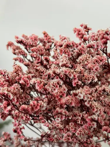 Mayda gulli quritilgan Limonium (Crystal Grass)