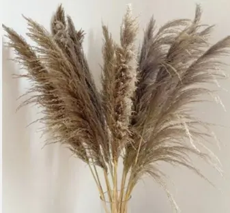 Quritilgan Pampas o'ti 110 sm
