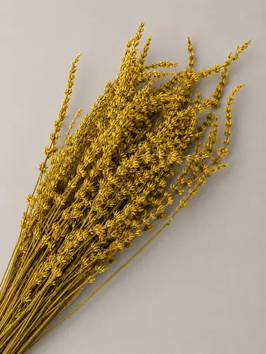 Abadiy Lavanda - sariq / X-FLD10