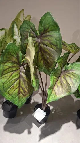 Kaladium (Caladium red) 80 sm