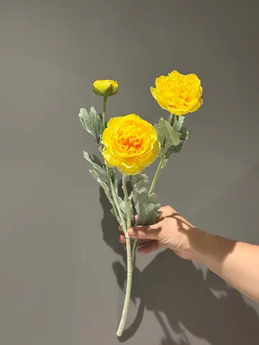 Sariq ipak ranunkulus