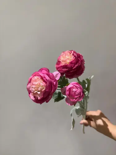 Ipak ranunkulus, burgundi