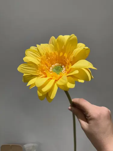 Real Touch sariq gerbera