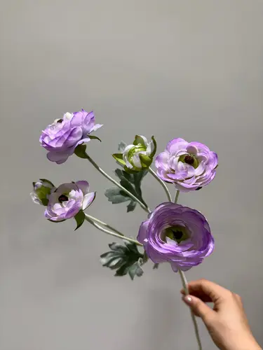 Och Siyoh Ipak Ranunkulus