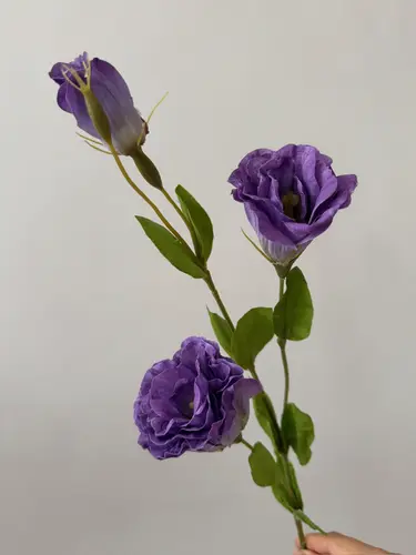 Och binafsha rangli eustoma, Real Touch