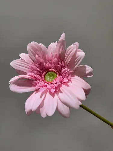Real Touch nilufar gerbera