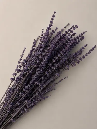 Abadiy Lavanda - binafsha / X-FLD10