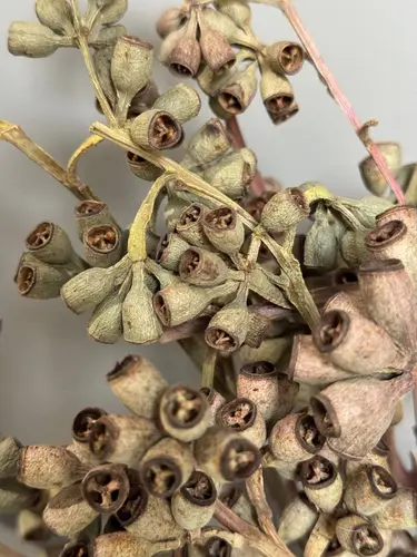 Fortune Fruit quritilgan mevalari (5-7 shoxchali guldasta)