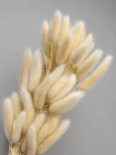 Rabbit tail o'ti - oq / X-FLD2